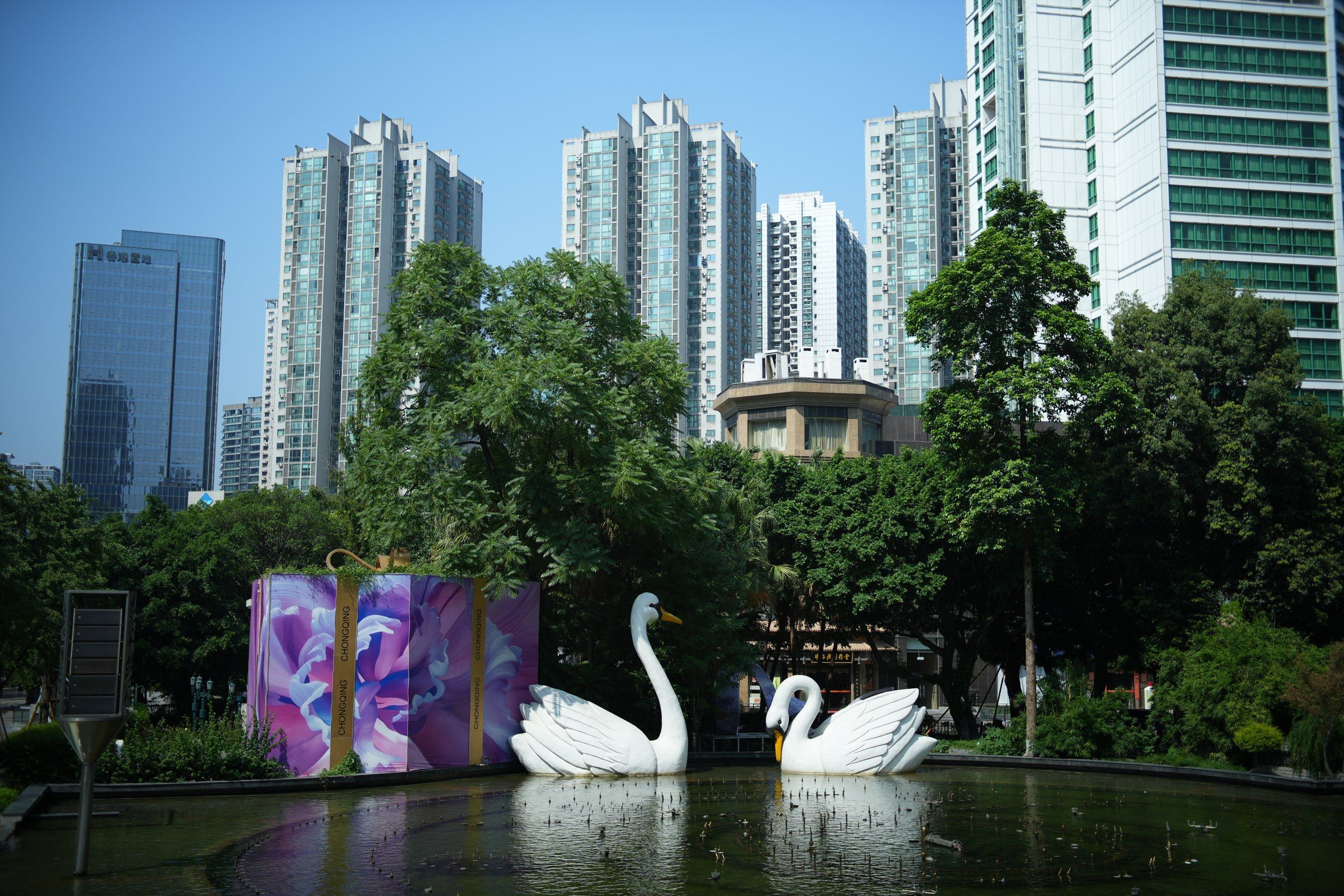 城市池塘里的白色天鹅，后方是树木与高层建筑