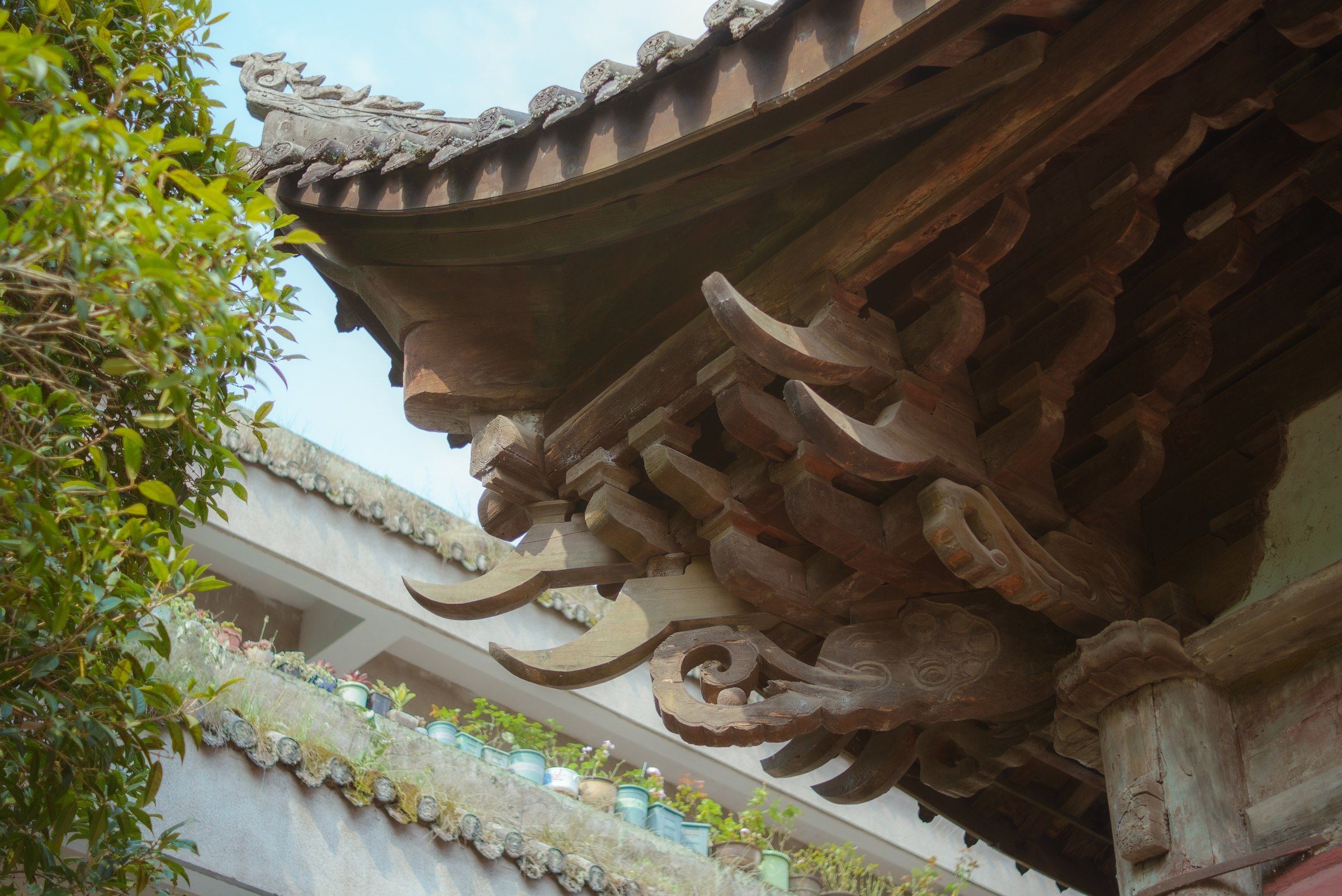 传统建筑的雕花木构屋檐从树叶旁伸出